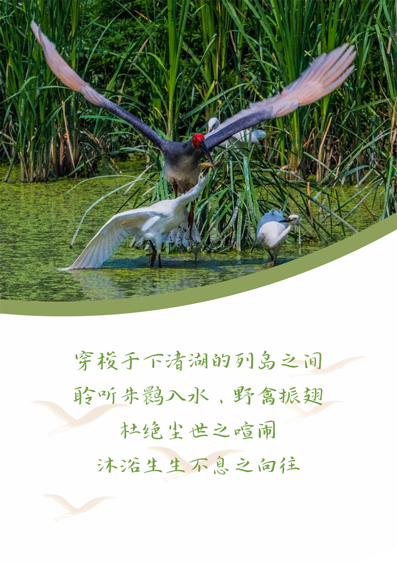 心心念廿 相伴菠菜担保网 | 与德清相约 贺廿载诞辰